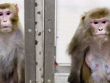 Neuralink: macaco joga videogame com chip implantado no cérebro 