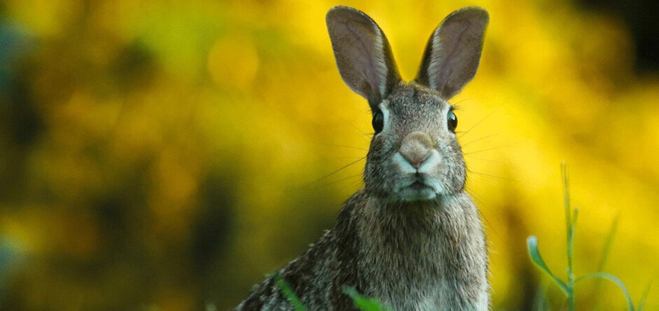 IA revela quais animais poderiam hospedar novos coronavírus