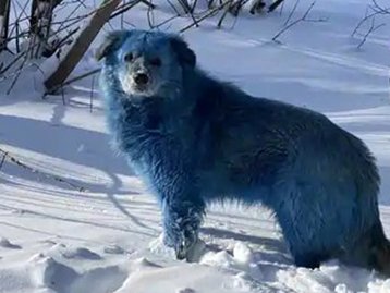 Cães azuis aparecem na Rússia perto de uma fábrica abandonada