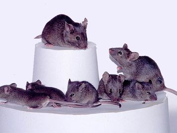 Cientistas 'camuflam' nanorrobôs para enviá-los a cérebros de ratos