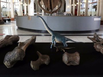 Novo dinossauro gigante é identificado no Chile