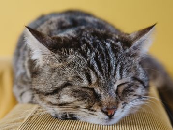Estudo mostra mais casos de covid passados de humanos para gatos
