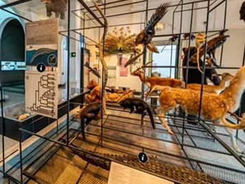 Museu da USP promove exposição online e palestras