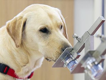 Cães podem identificar cerca de 90% dos casos de Covid-19