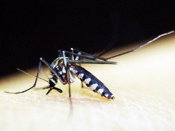 Malária: nova vacina de mRNA protege camundongos da doença