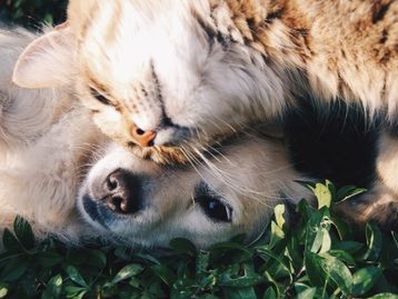 Cães e gatos têm alta probabilidade de pegar covid-19 dos donos