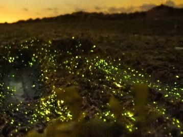 Covid-19: cientistas criam teste que utiliza enzima de vaga-lume