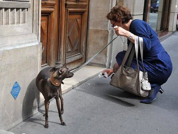 Tel Aviv analisa DNA de cães e multará donos que não recolhem cocô