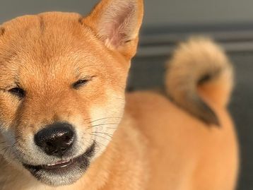 Criptomoeda com nome do cão de Elon Musk valoriza quase 2.000%