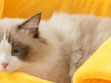 Dia Mundial do Gato: 7 sugestões de presentes para o seu felino