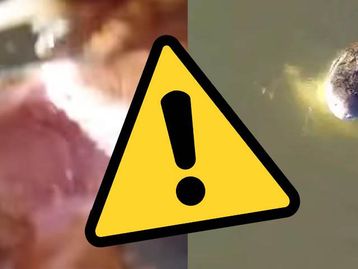 Jacaré abocanha drone de R$ 7 mil em Tocantins; veja o vídeo