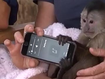 Macaco é suspeito de 'passar trote' para a polícia da Califórnia