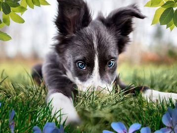 Adobe lança Photoshop e Premiere Elements 2023 com novos recursos