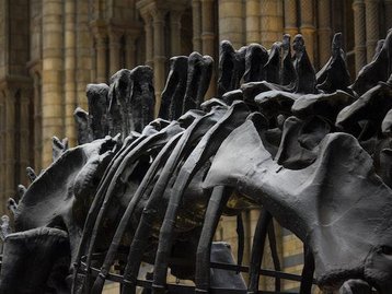 Impacto que matou os dinossauros desencadeou “mega-terremoto”