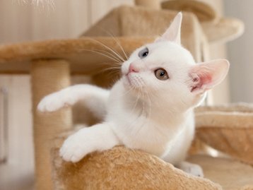 8 Itens indispensáveis para quem tem gatos