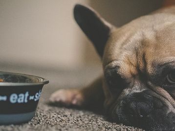 Comedouro inteligente para pet: como funciona? 
