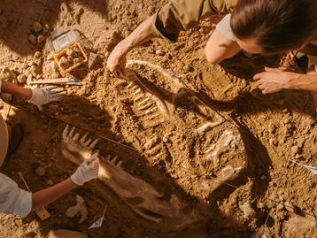 Cientistas acharam fósseis que revelam a última refeição de dinossauro