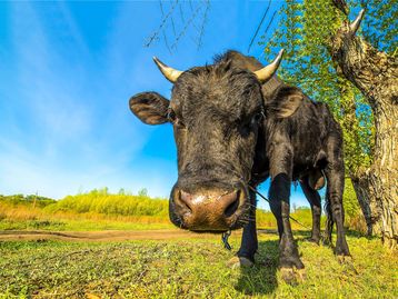 Bill Gates investe em startup que reduz metano no arroto de vacas
