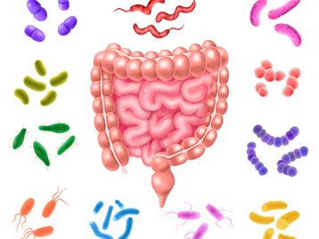 O que é microbiota ou microbioma humano?