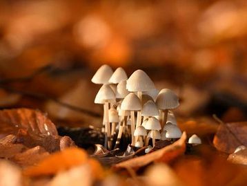 Cientistas usam fungos para criar 'placa-mãe de cogumelos'