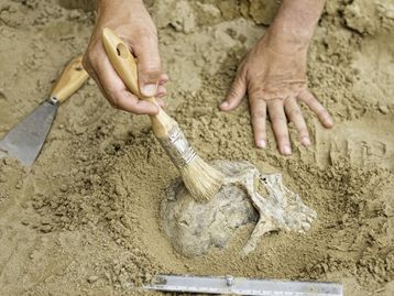 Fóssil de tartaruga de 150 milhões de anos é encontrado na Alemanha; veja