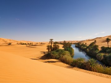 Deserto do Saara cheio de árvores? Estudo revela quando a região foi verde