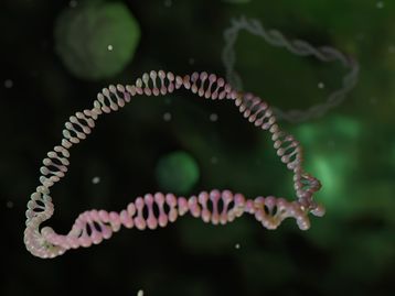 Miniórgãos descobertos em mamíferos podem gerar respostas autoimunes