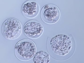 Embriões de mamíferos se desenvolvem pela 1ª vez no espaço