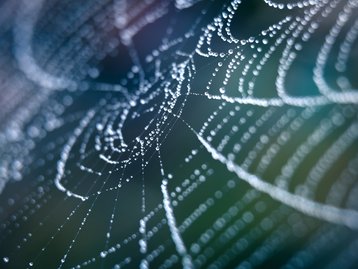 Cientistas criaram músicas a partir de teias de aranha: ouça!