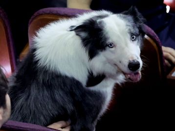 Cachorro Messi, cochilo de Scorsese e mais: veja os melhores memes do Oscar 2024