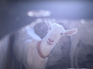 TecMundo lança trailer de Realidade Violada 3: Predadores Sexuais