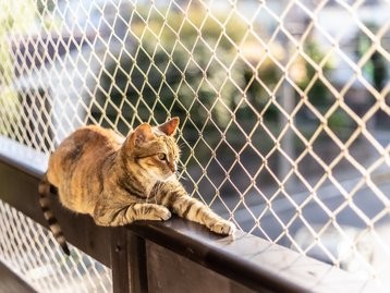 Gatos são mais inteligentes que as IAs atuais, diz pesquisador da Meta