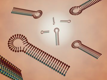 O que são microRNAs e por que eles são importantes?