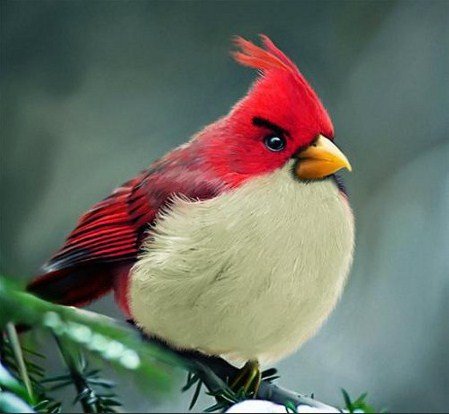 Os Angry Birds reais