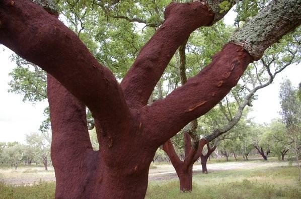 árvore de cortiça