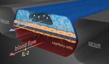 Chip que simula funcionamento dos pulmões pode ajudar na descoberta de novas curas para doenças