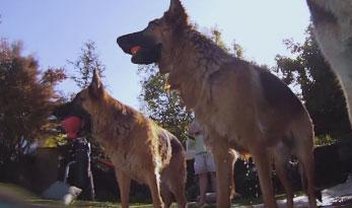 Cachorros terão canal de TV nos EUA