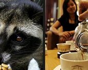 Café mais caro do mundo vem de fezes de animais