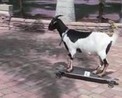 Cabra skatista entra para o Guinness Book [vídeo]