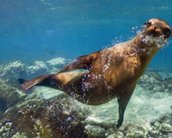 Imagens das Ilhas Galápagos são disponibilizadas no Google Street View