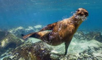 Imagens das Ilhas Galápagos são disponibilizadas no Google Street View