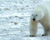 Street View chega à tundra canadense e permite ver ursos polares