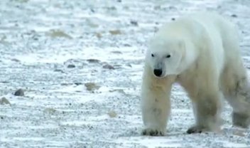 Street View chega à tundra canadense e permite ver ursos polares