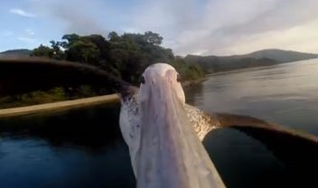 Câmera GoPro captura pelicano aprendendo a voar em lindo vídeo