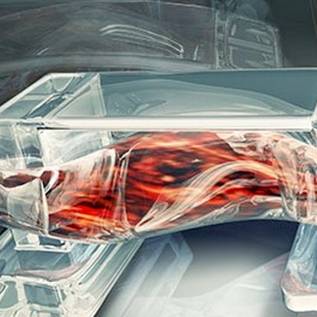 Imagem de Biorrobô utiliza células musculares para se movimentar