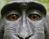 Sensação na rede, selfie de macaca não pode ter direitos autorais nos EUA