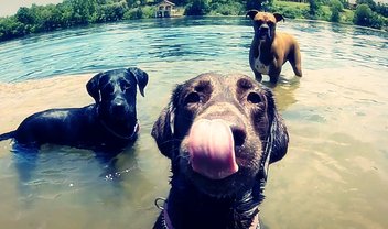 Novo acessório da GoPro permite ver o mundo pelos olhos do seu cão [vídeo]