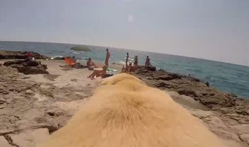 GoPro nas costas de um labrador captura corrida alucinante até o mar