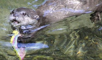 Lontra recupera Lumia de turista que derrubou aparelho dentro de piscina