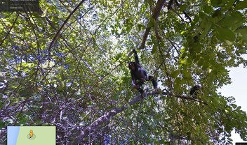 Confira os chimpanzés do Parque Nacional de Gombe com o Google Street View